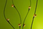 Green_by_Alan_Mattila.jpg